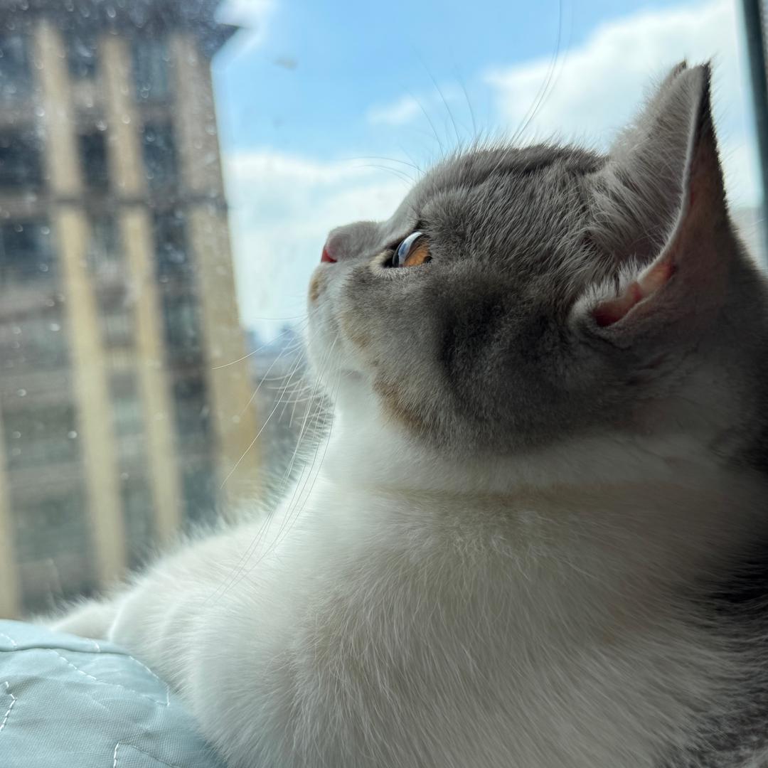 南夕の七彩小猫