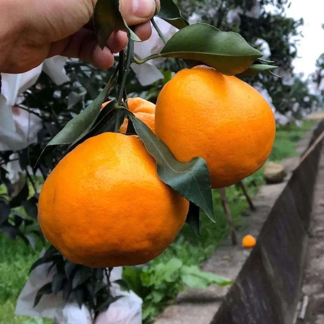 邛崃孔明街道鲜之选好货店