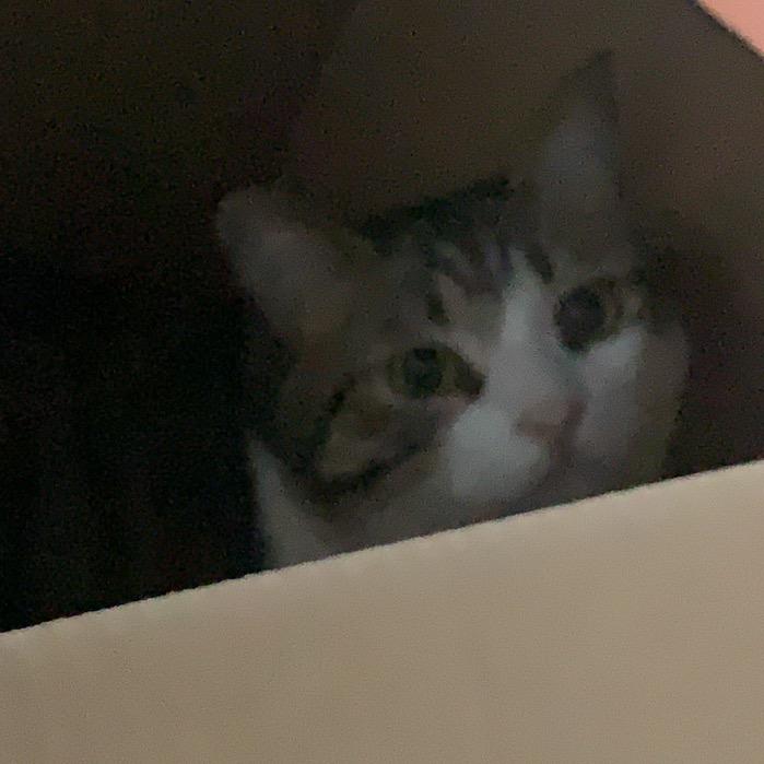 三毛要减肥