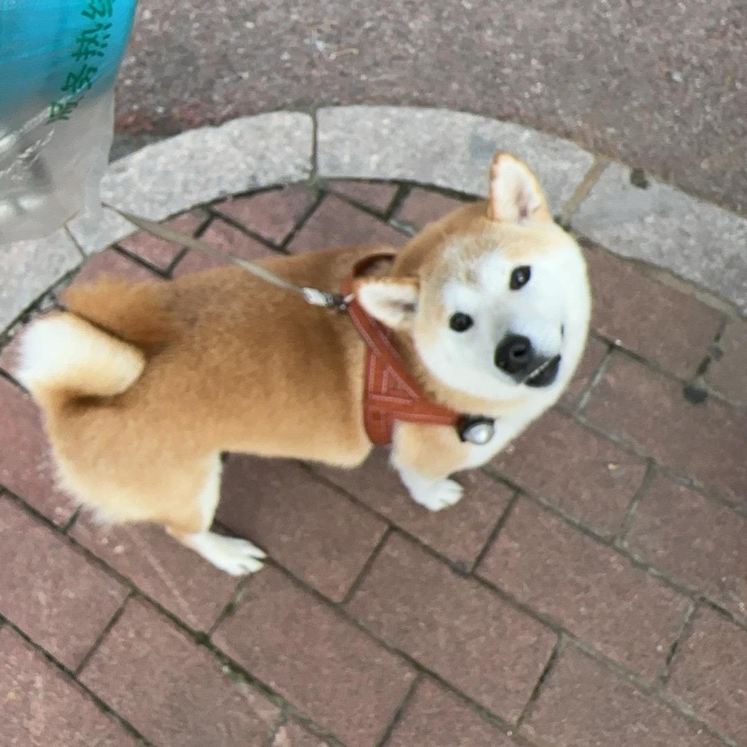 柴犬七条