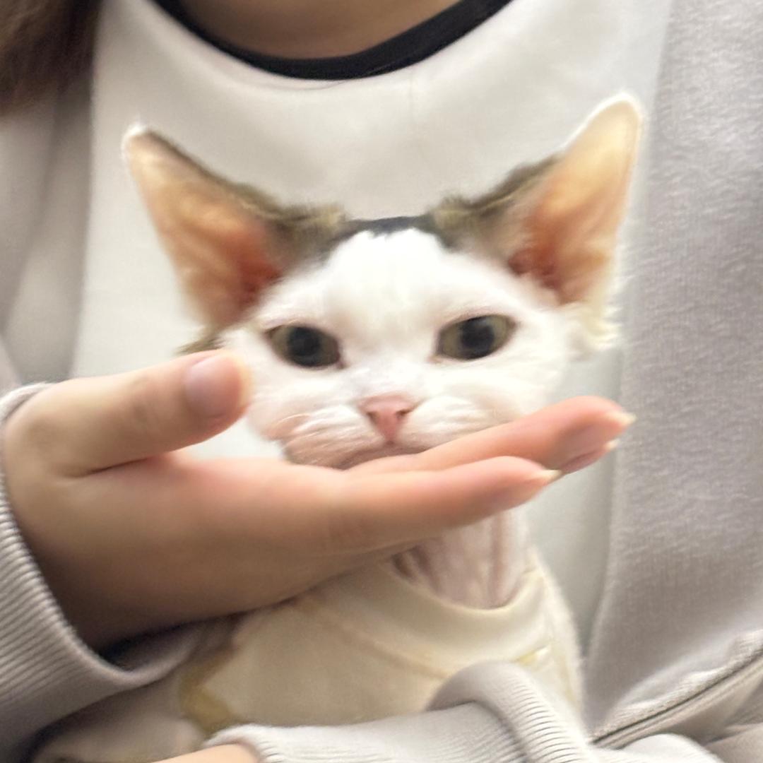 草莓的莓
