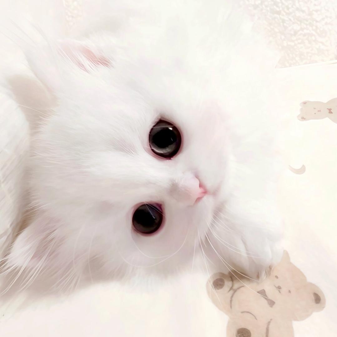 拉曦大王