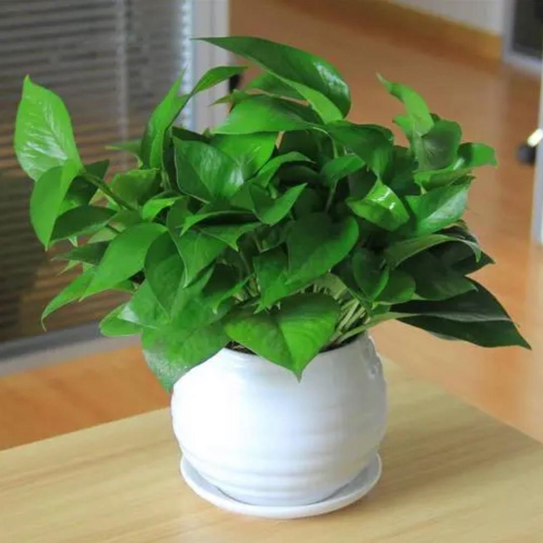 小宇花卉