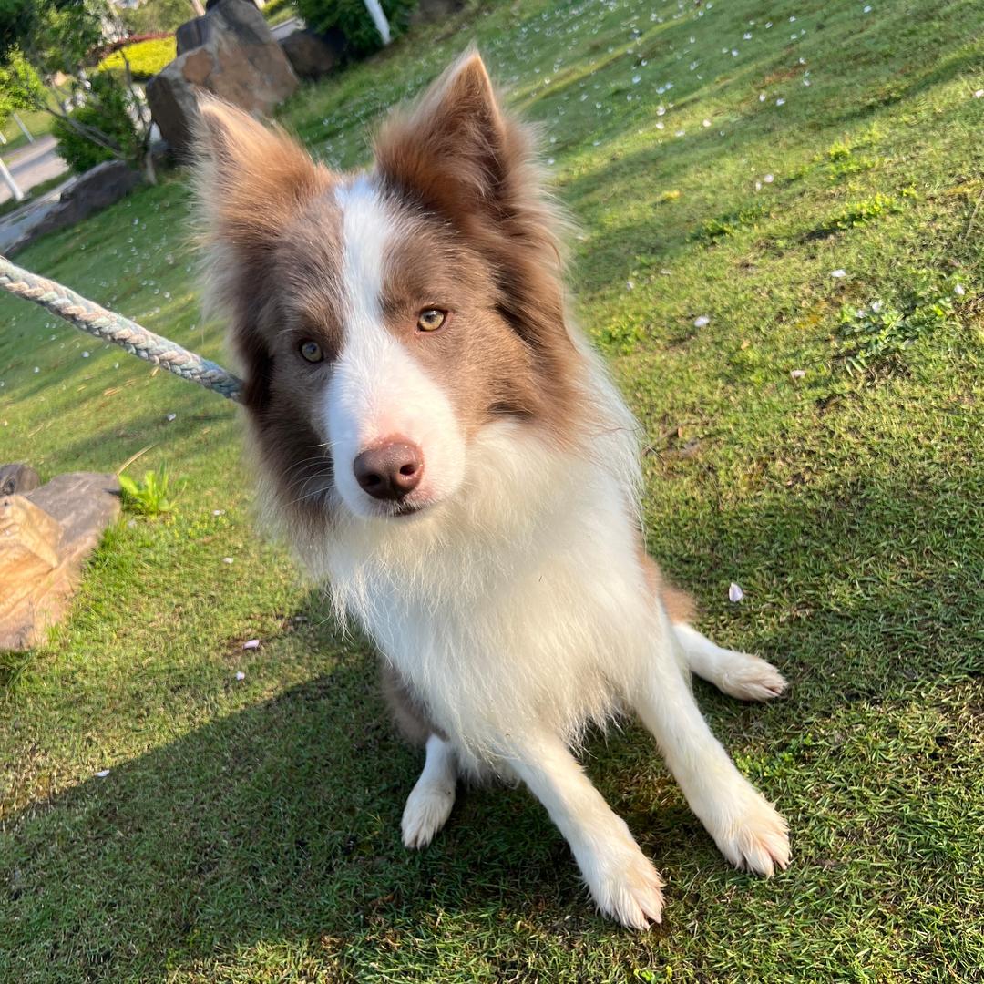 保安与狗的日记