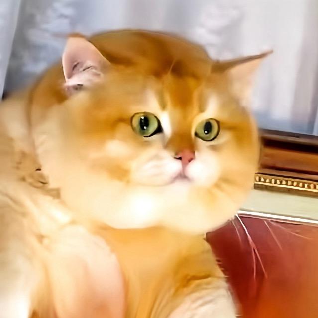 @Tom喵喵巫