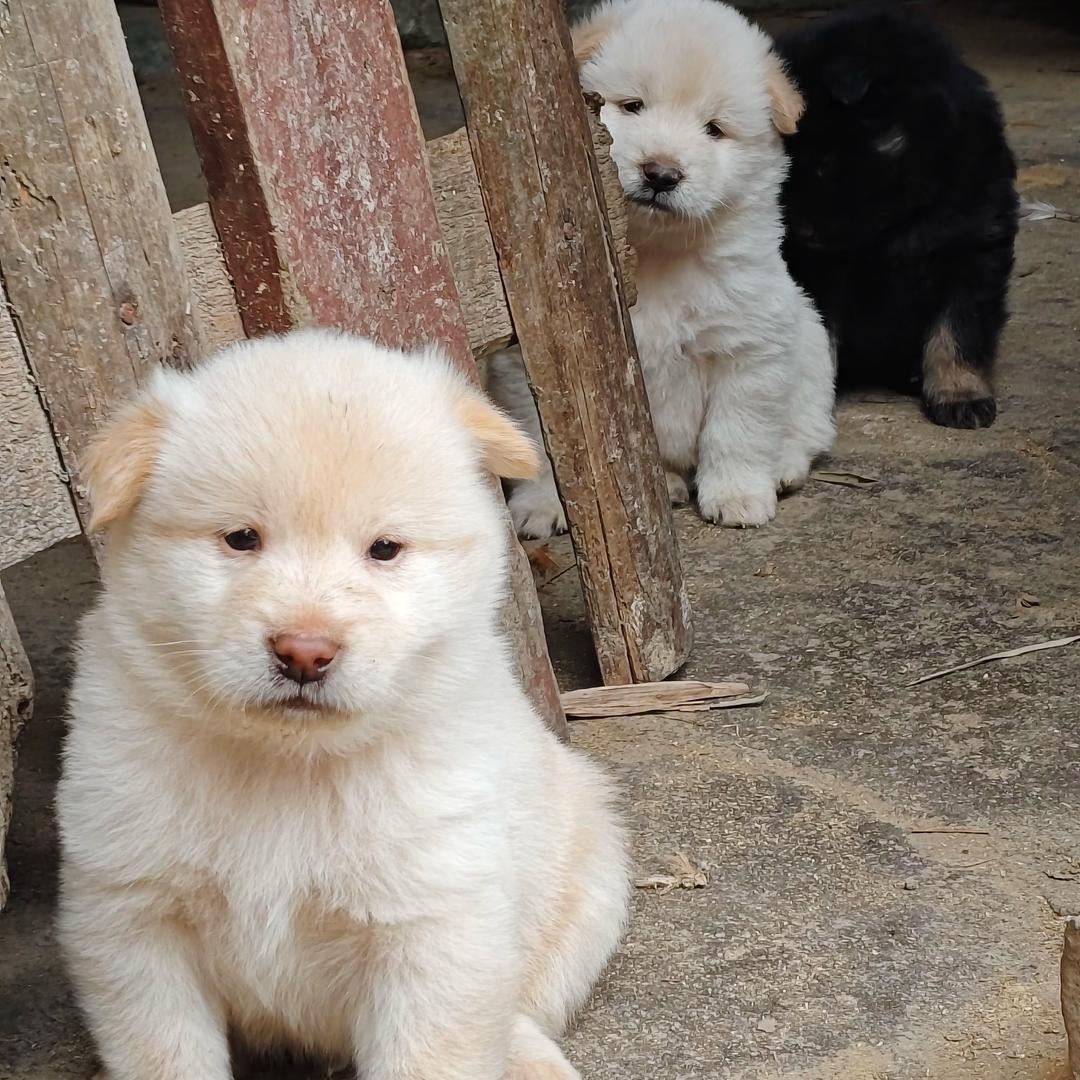 田园犬（表弟）
