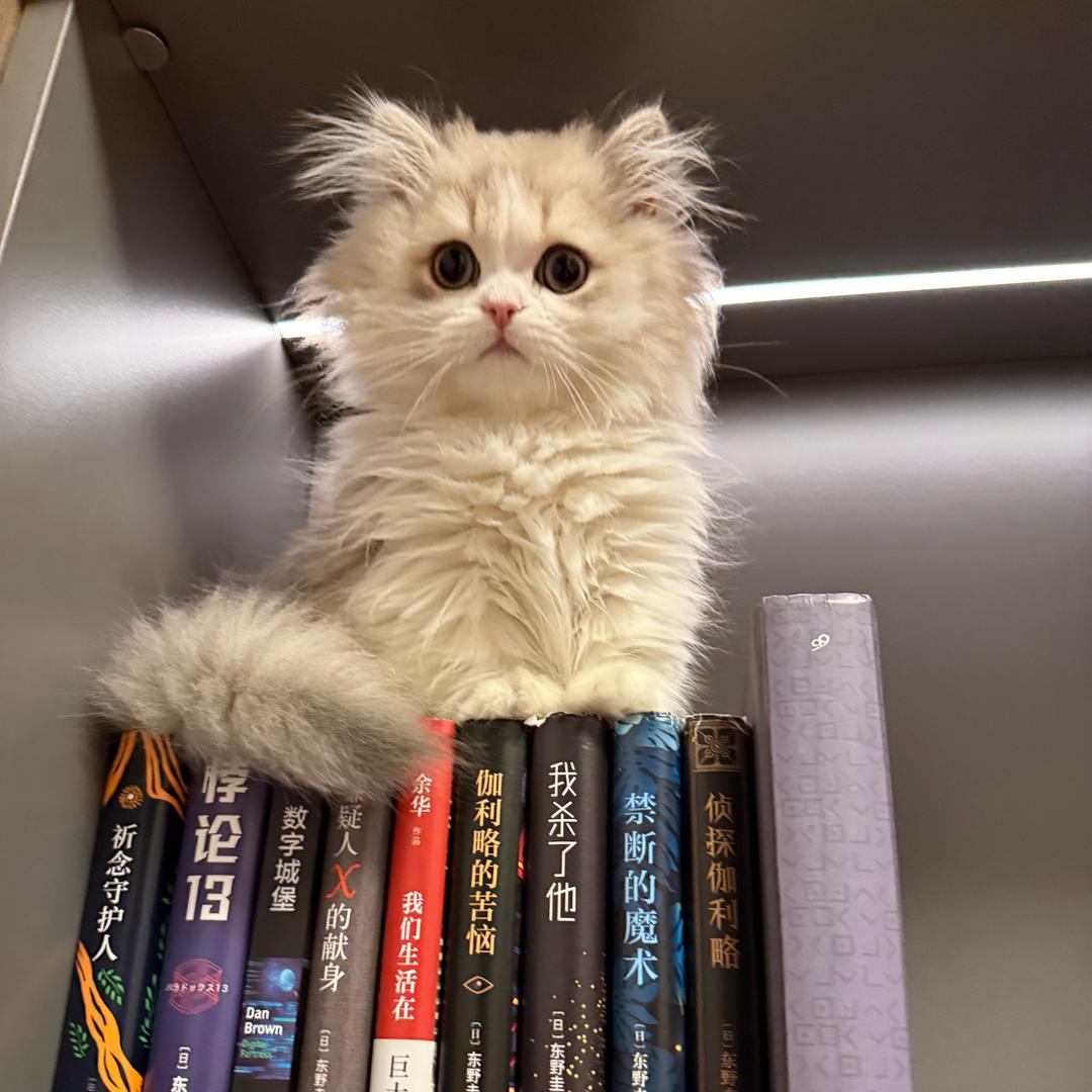 我拨片呢≥﹏≤   喵酱