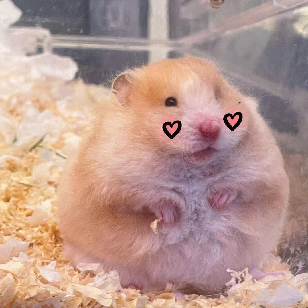 四川吉米基米宠物