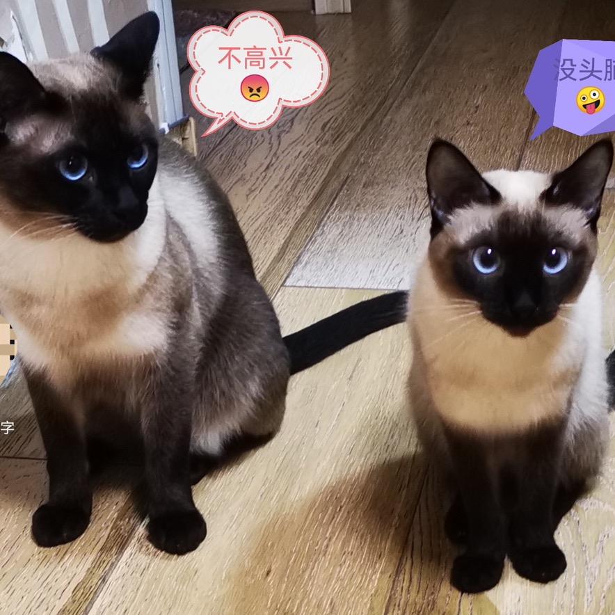 骑猫找驴的阿凡提