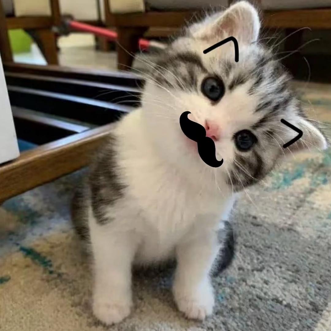 =ᗜ⩊ᗜ=