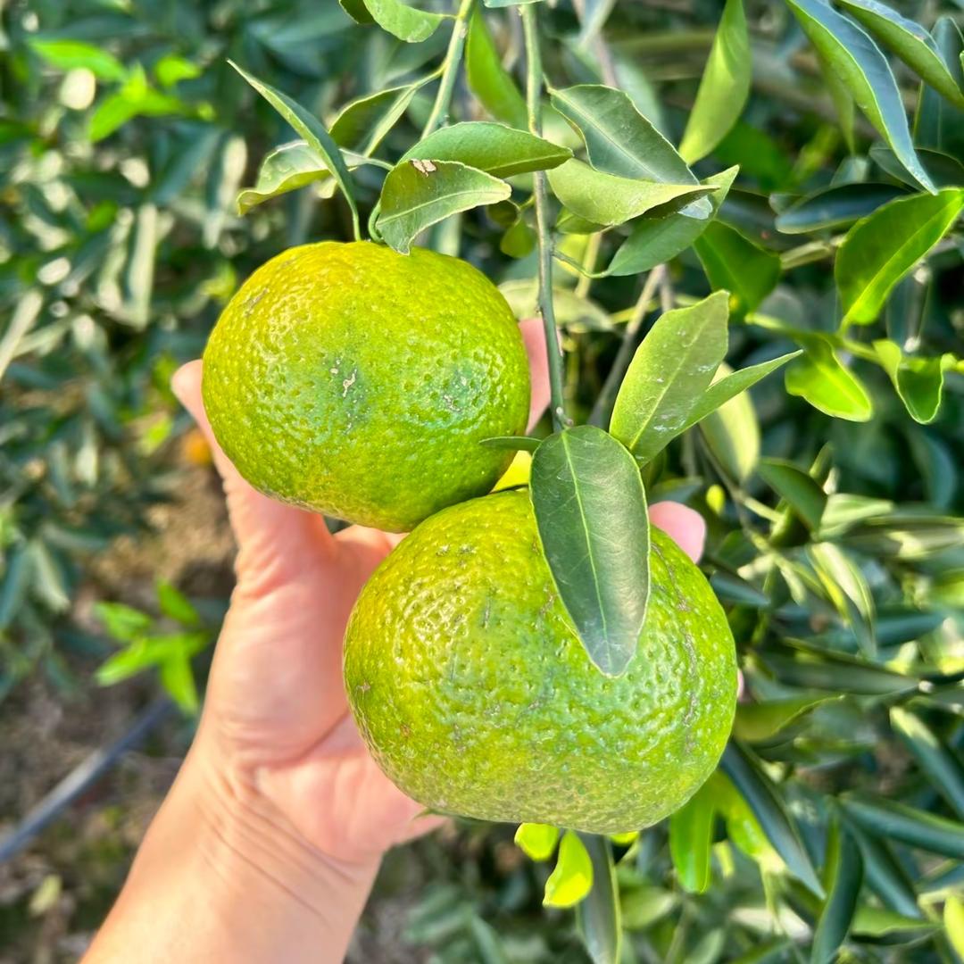 吉星堂农产小铺