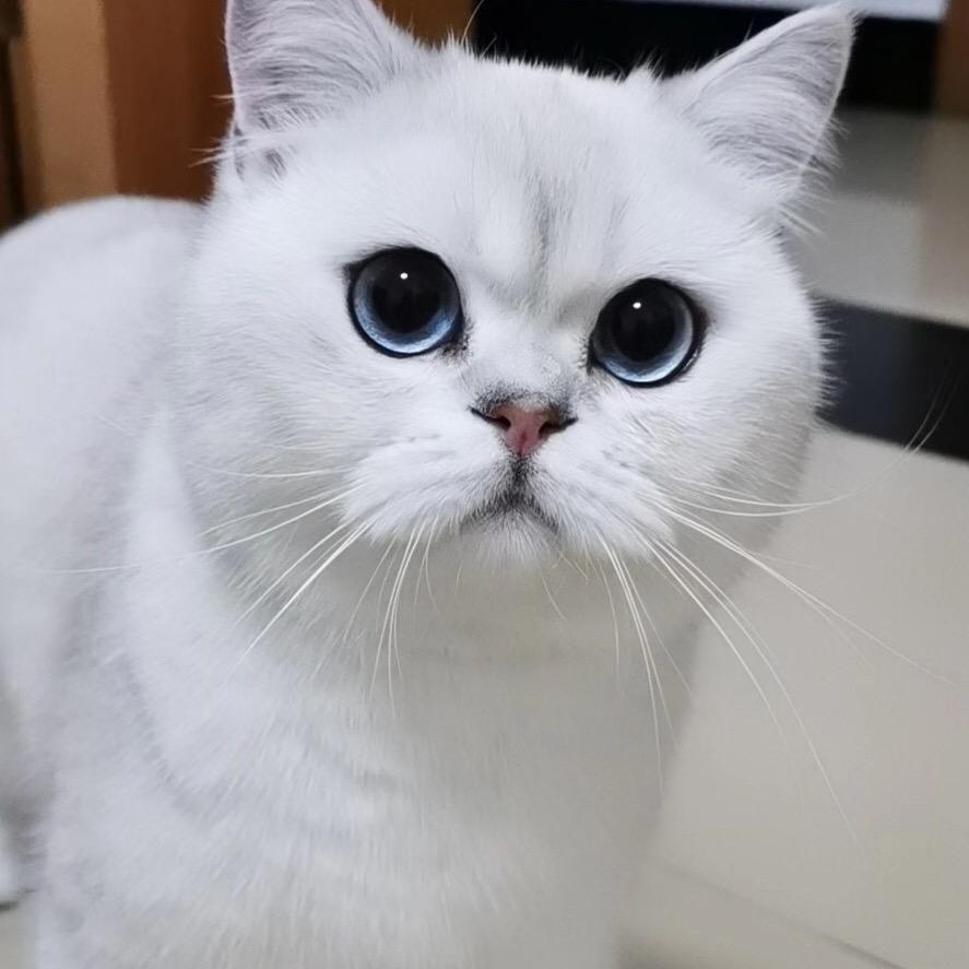 贝亲宠物