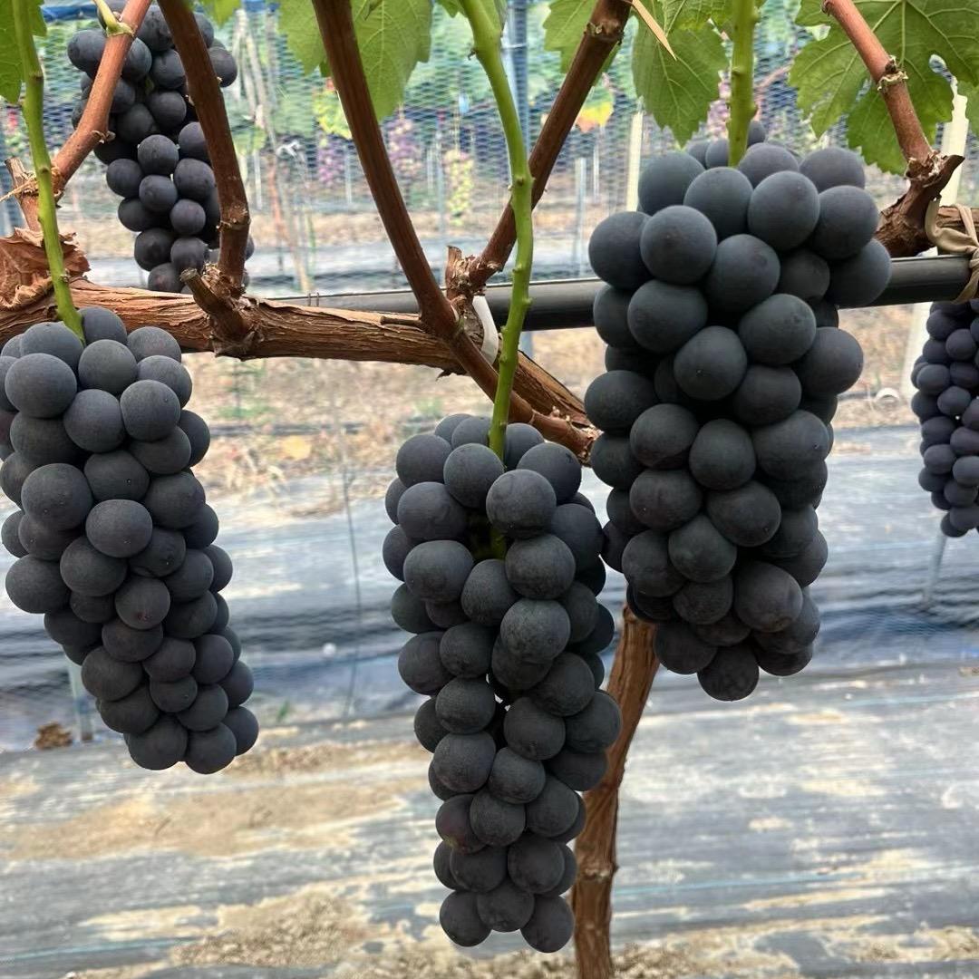 全椒民悦生态葡萄园