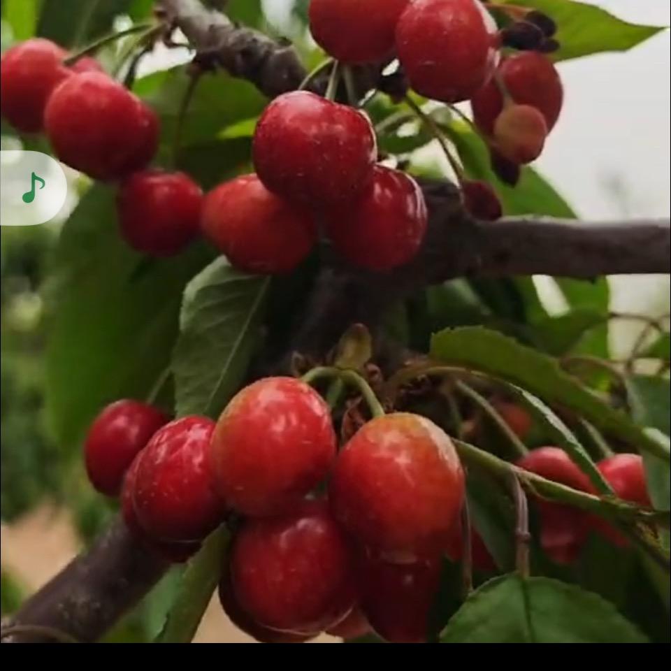 杨素娃山西特产