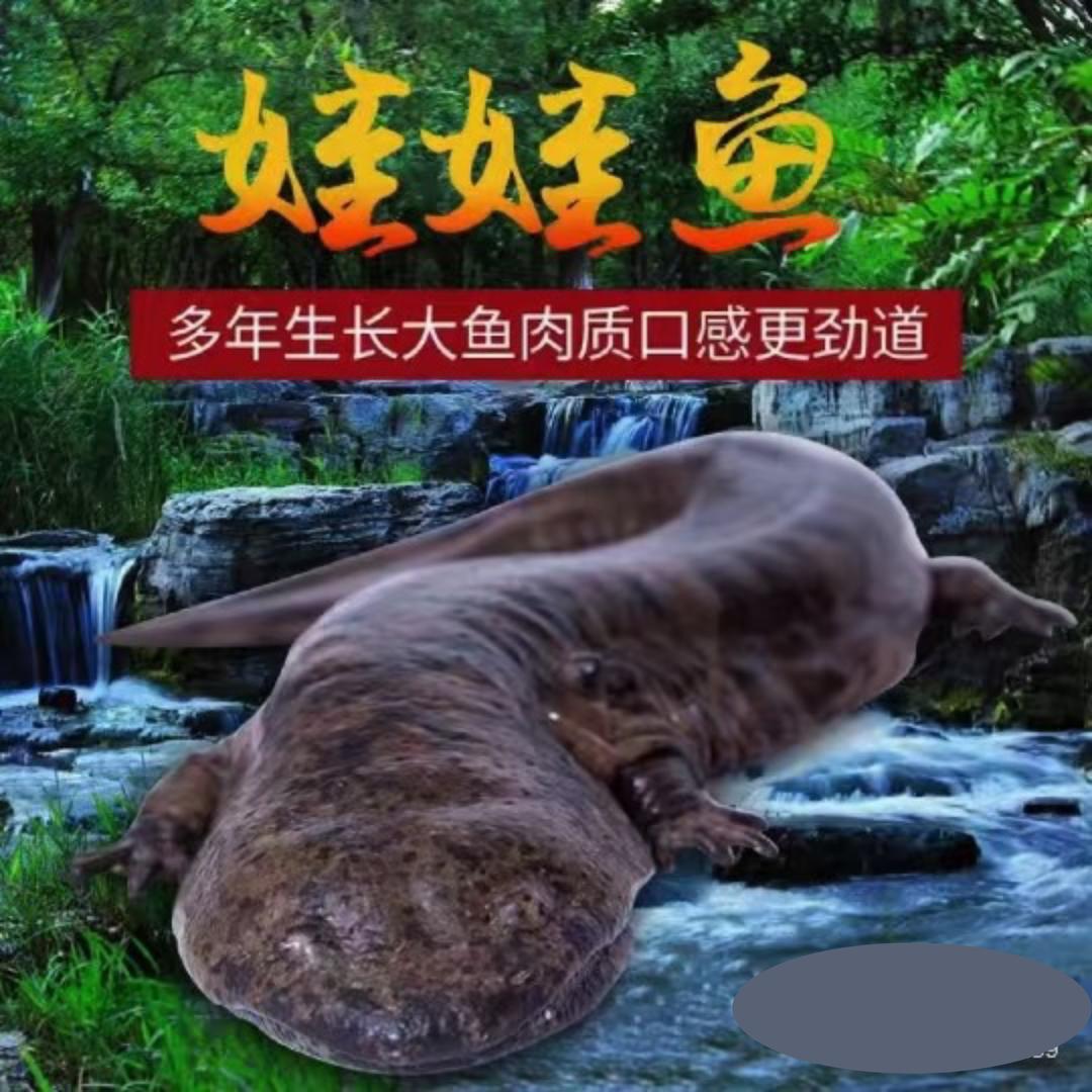 秦岭生态娃娃鱼