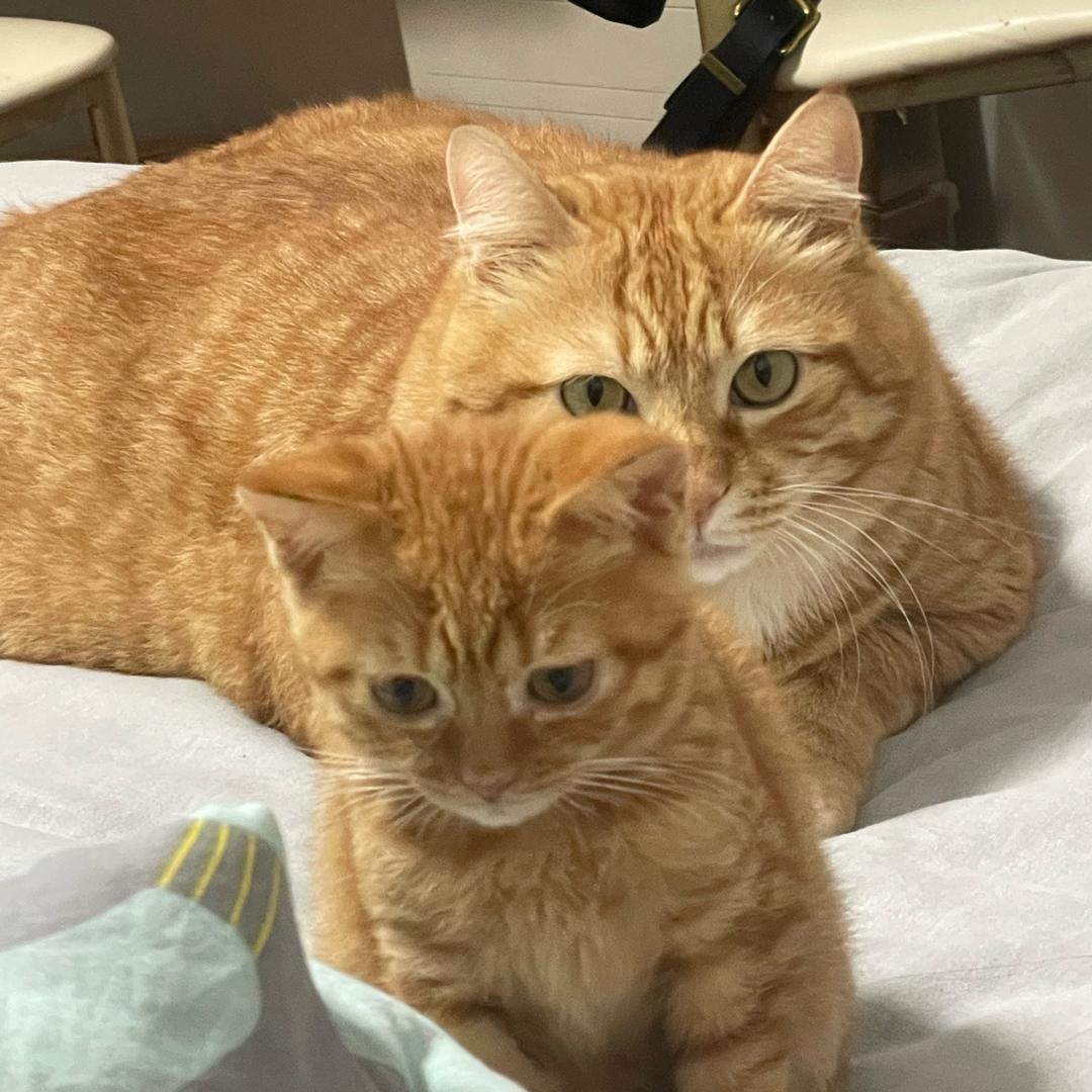 爱拍猫猫们的麻麻酱～