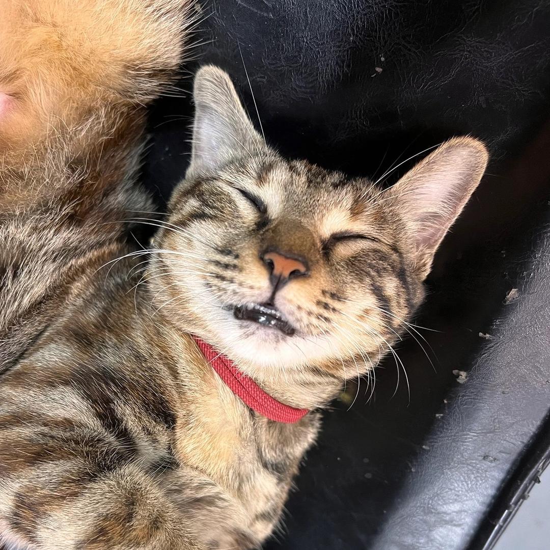 中山市庭星灯饰厂