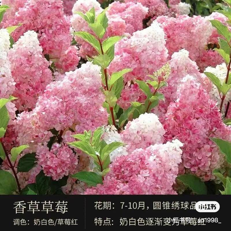 花锦年