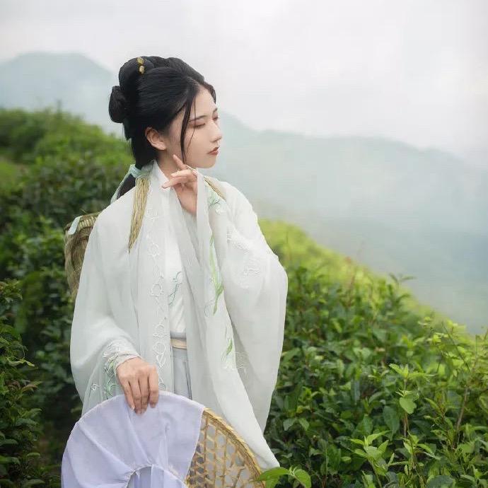 贵州湄潭雀舌茶