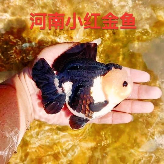 桃源锦鲤观赏鱼
