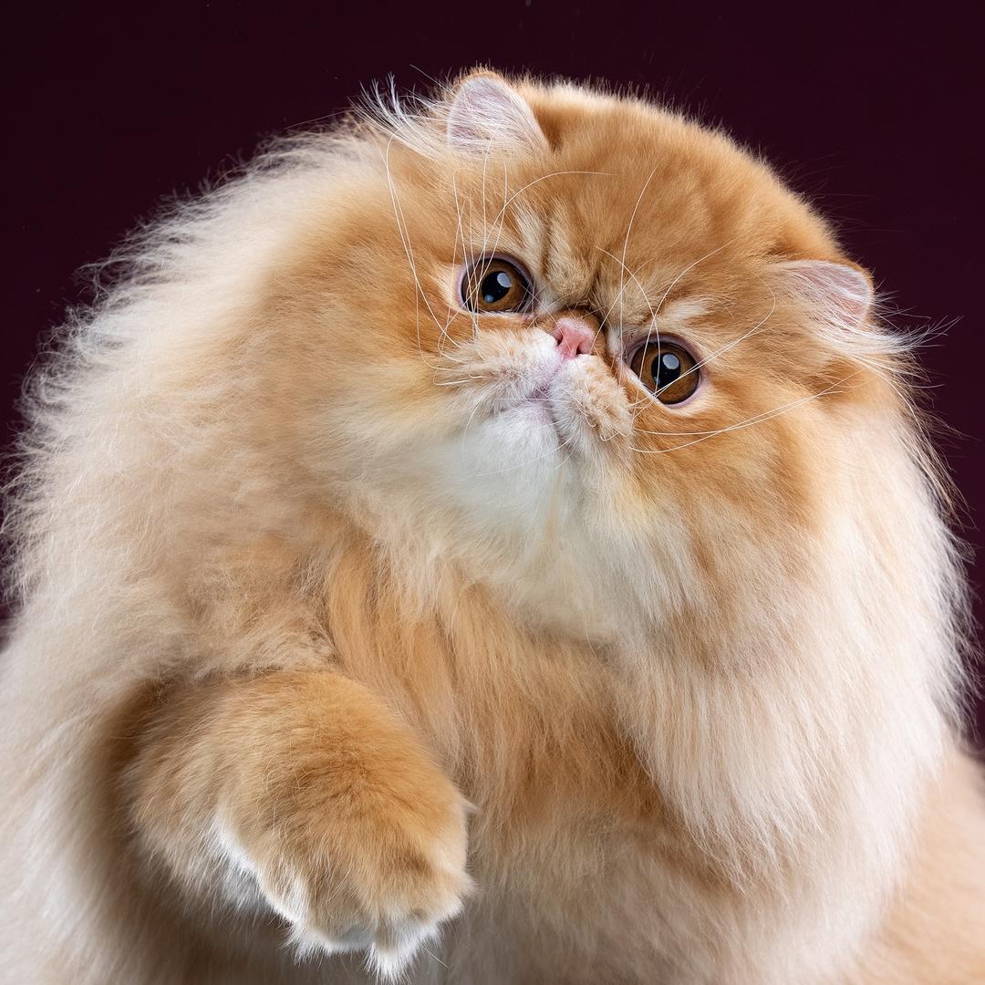 甜夫人是养波斯猫的
