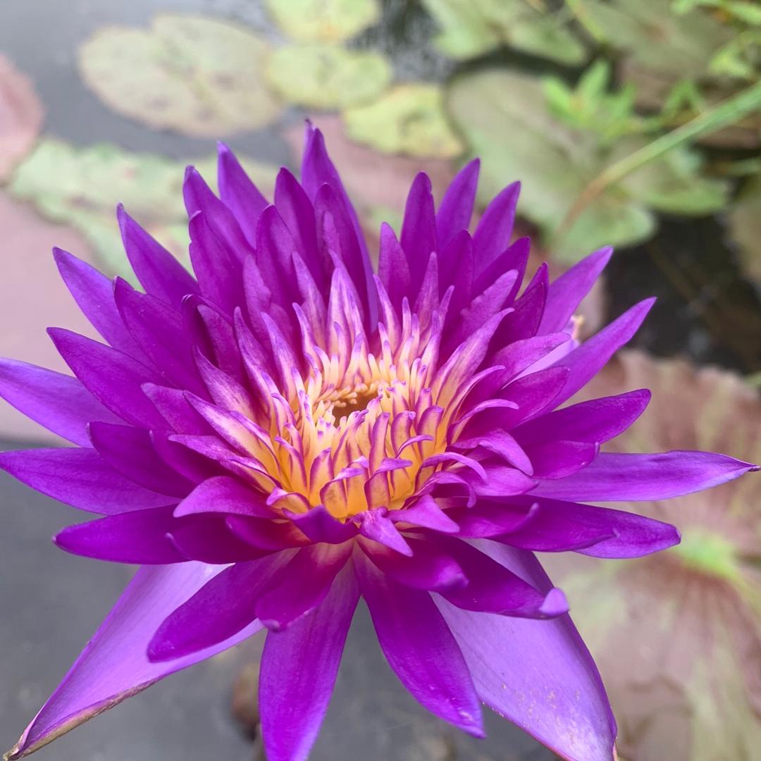 海荷园碗莲&观赏虾