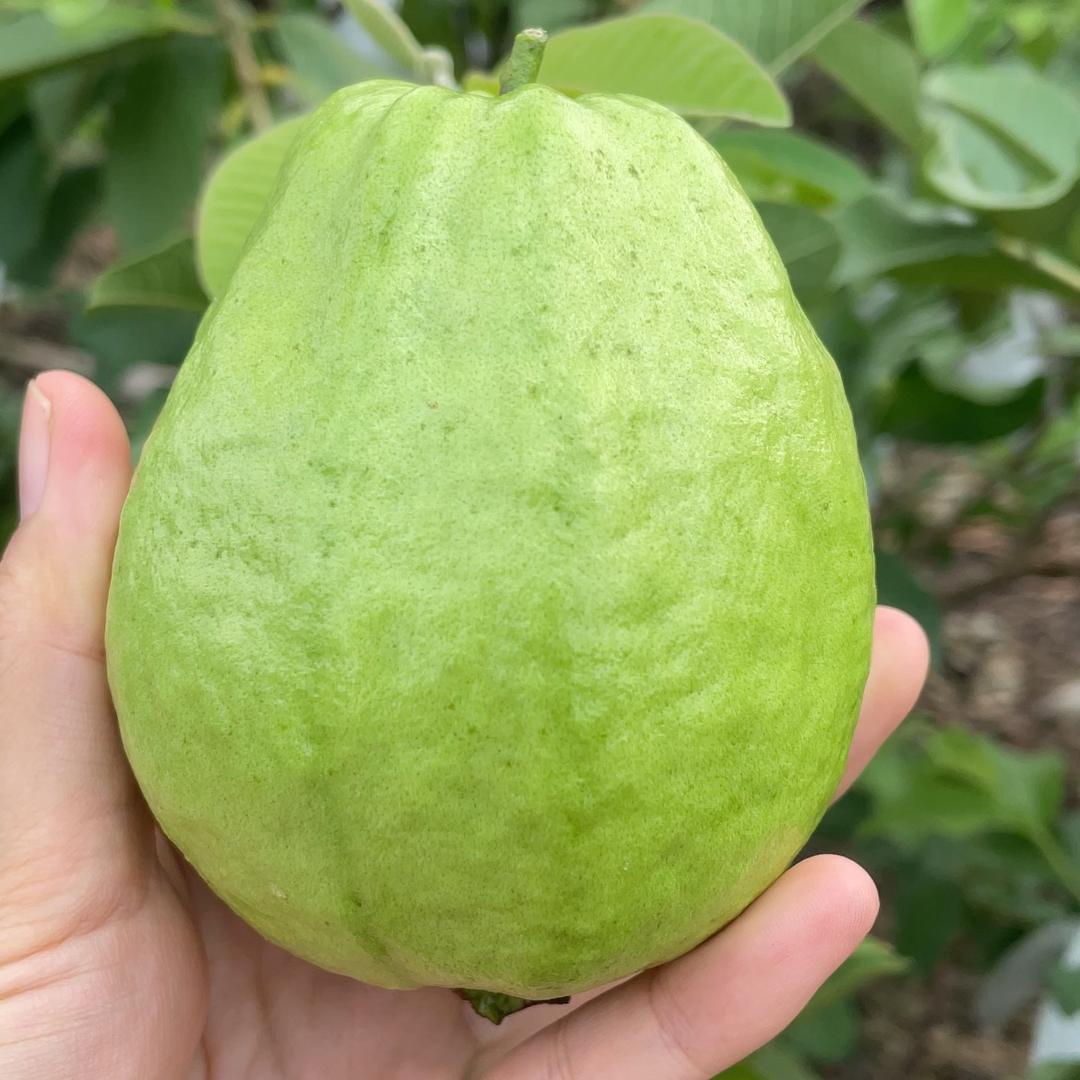 伊然晴朗