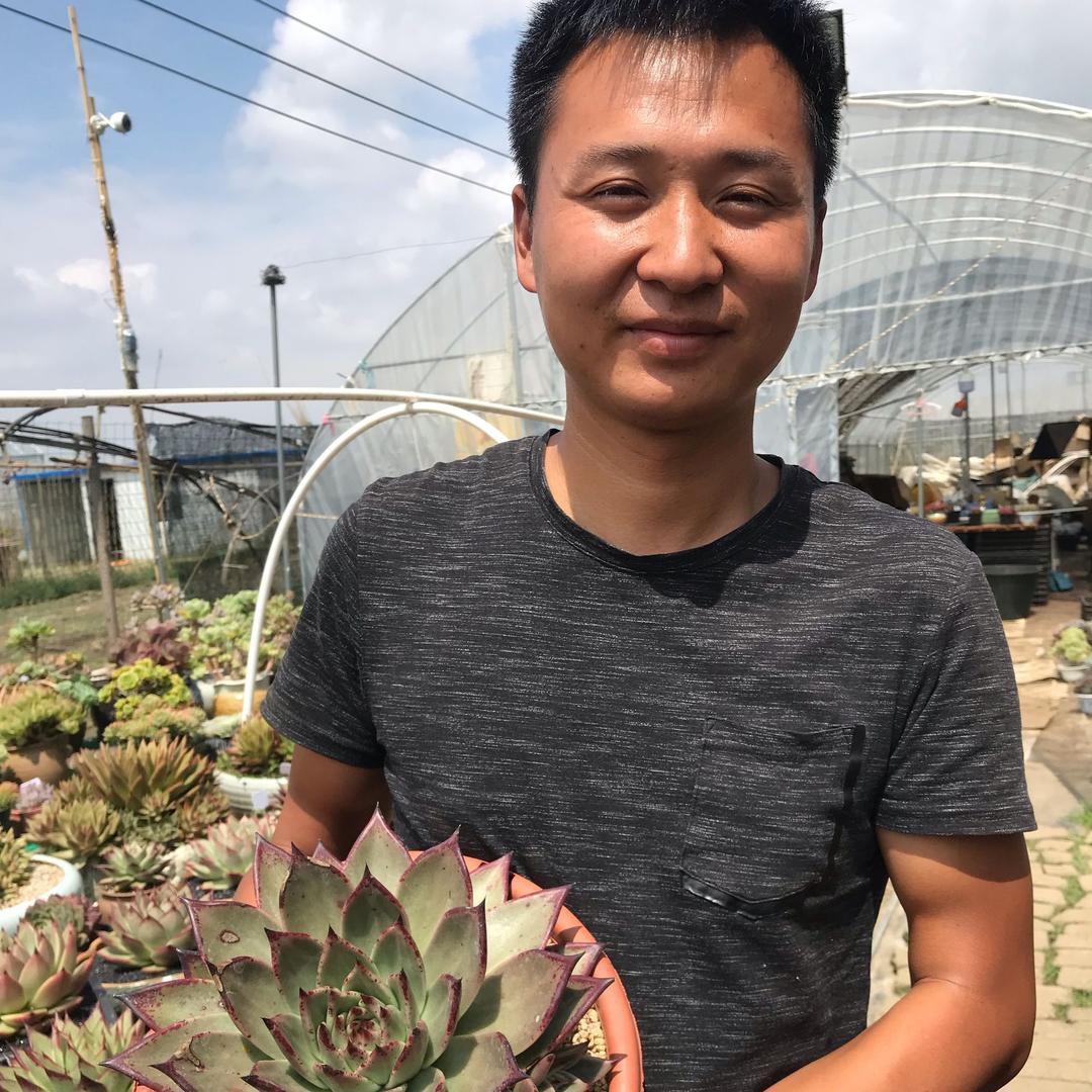 炫彩精品多肉