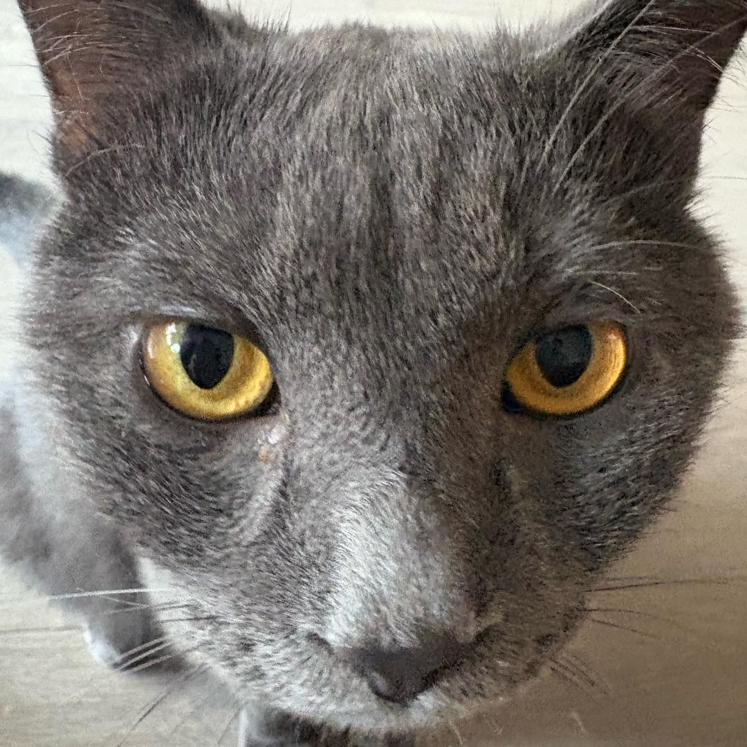 邪恶小薯条🗯️