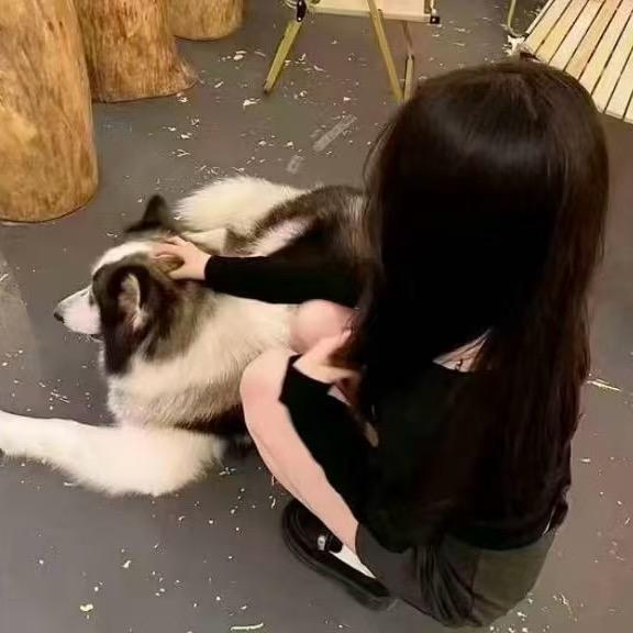 呆呆小猫˙Ⱉ˙
