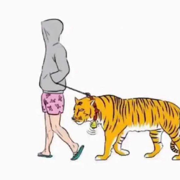 冲浪的猫