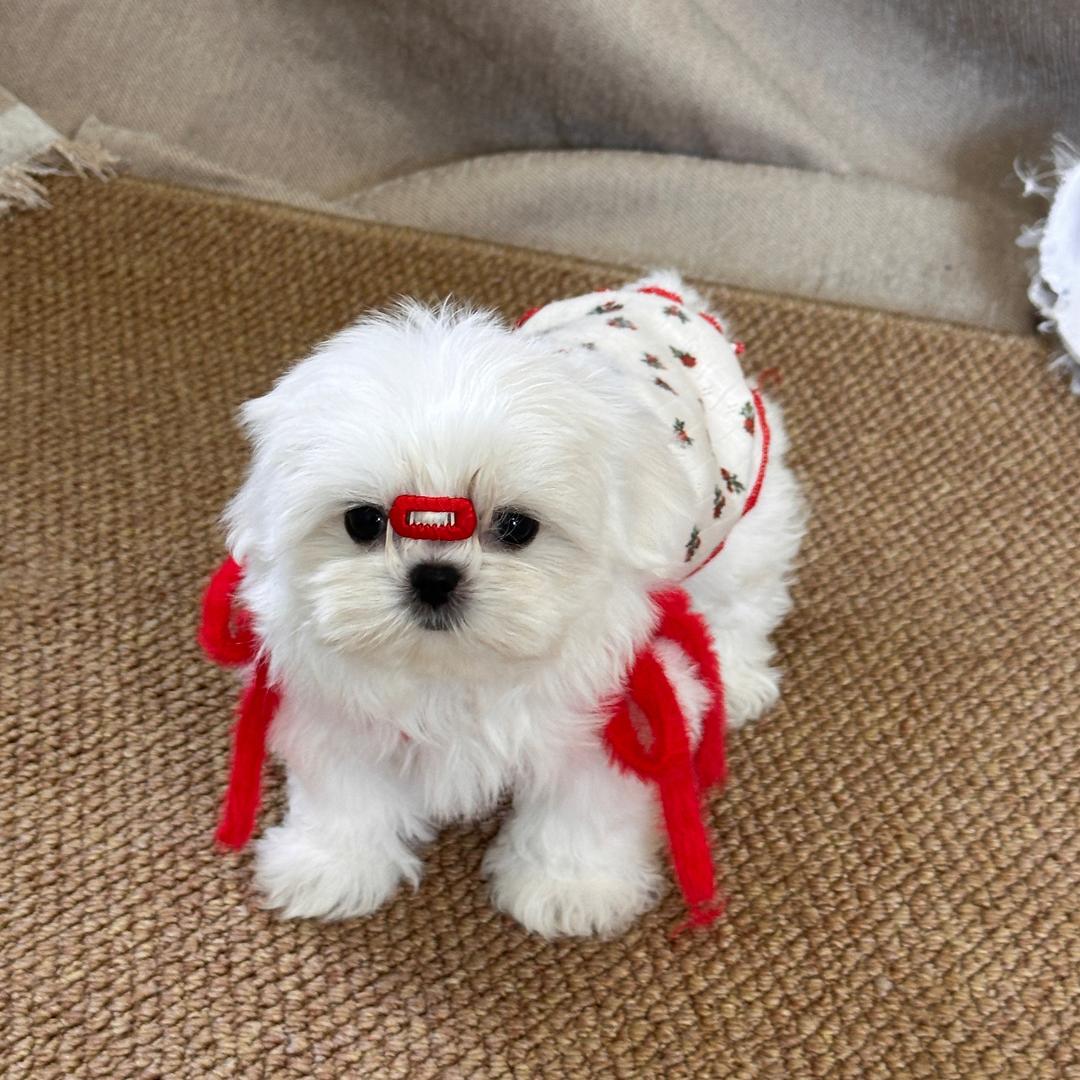 丹萌❤️宠