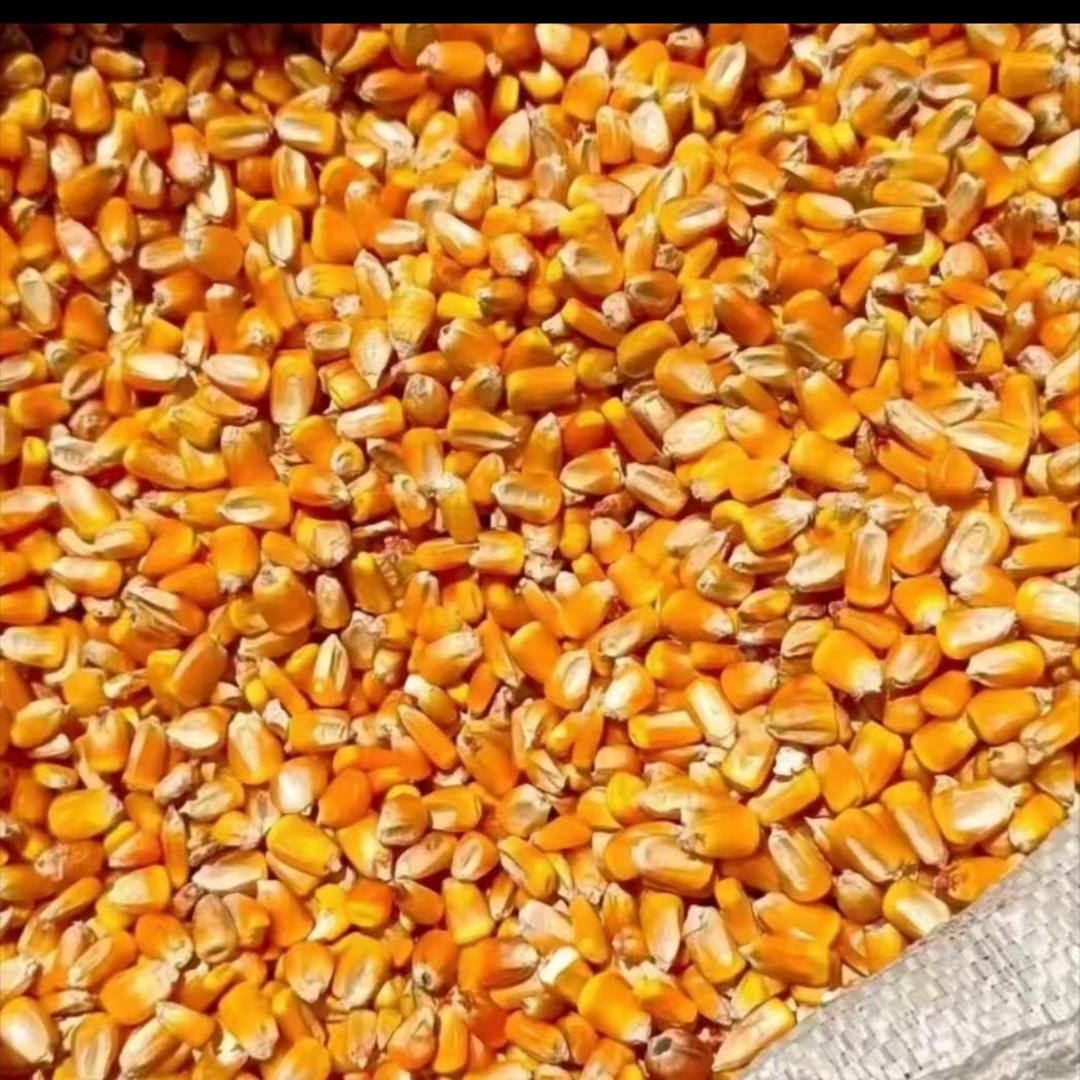 全国精品玉米调运直销🌽