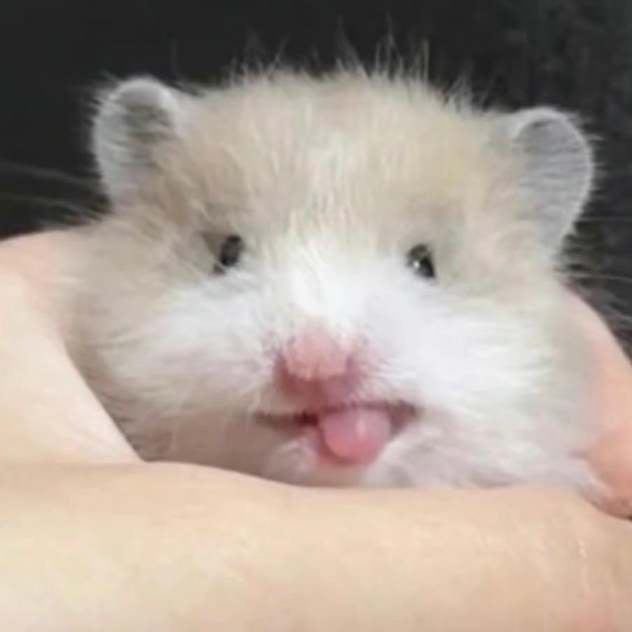 会鸽