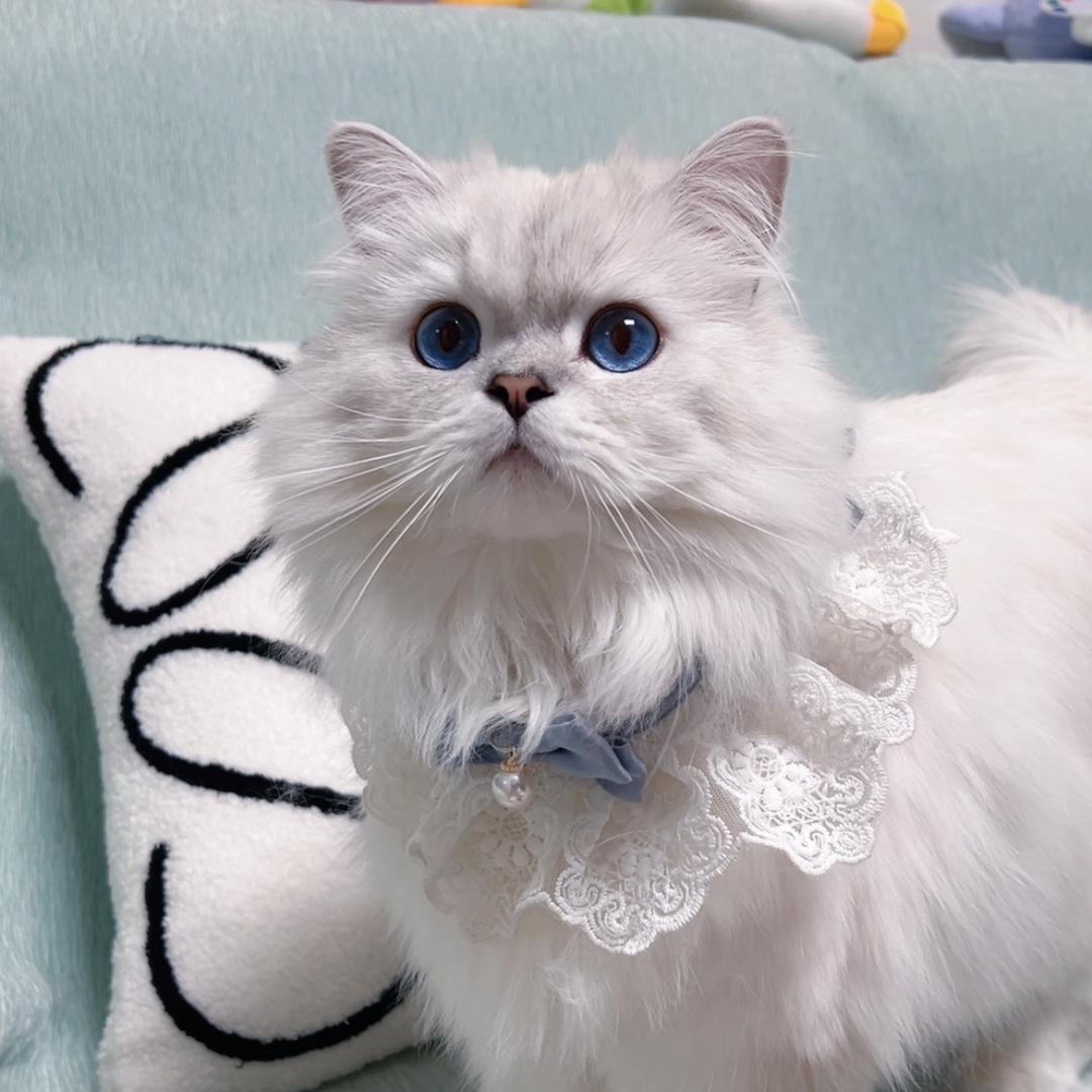 雪球是只猫
