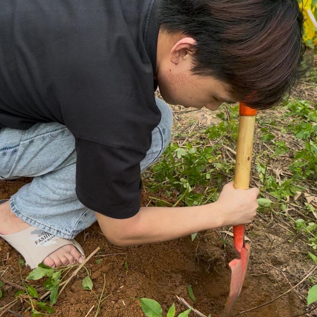 小星百足之虫（收蜈蚣）