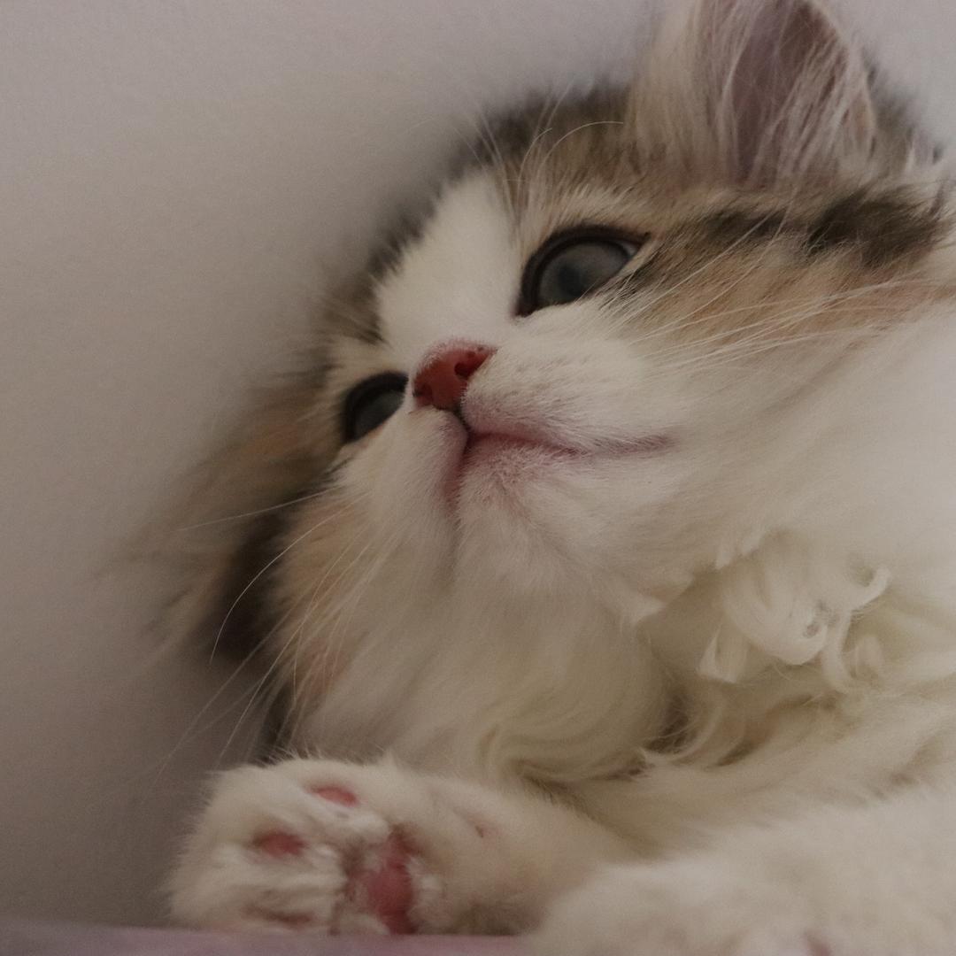 如意是只喵🐱