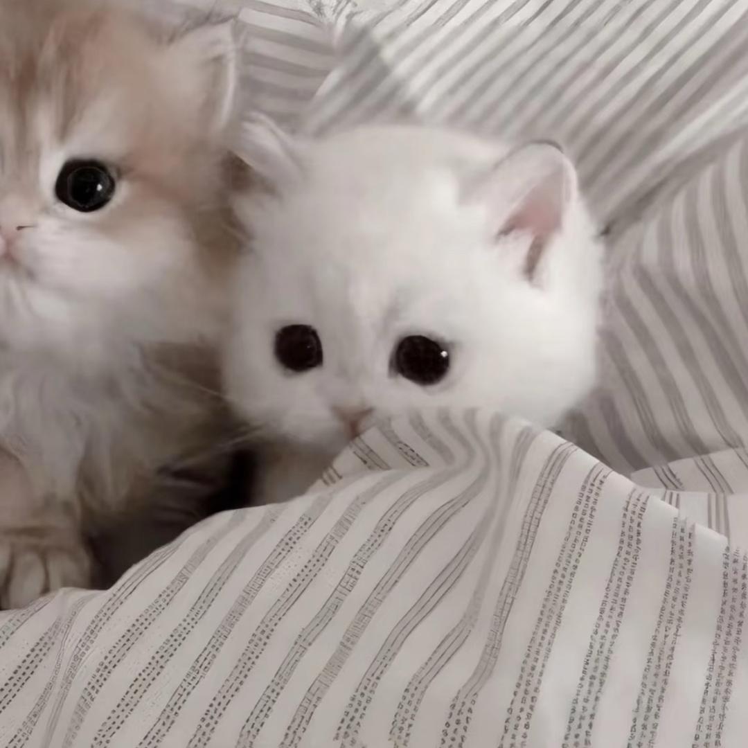 羽毛
