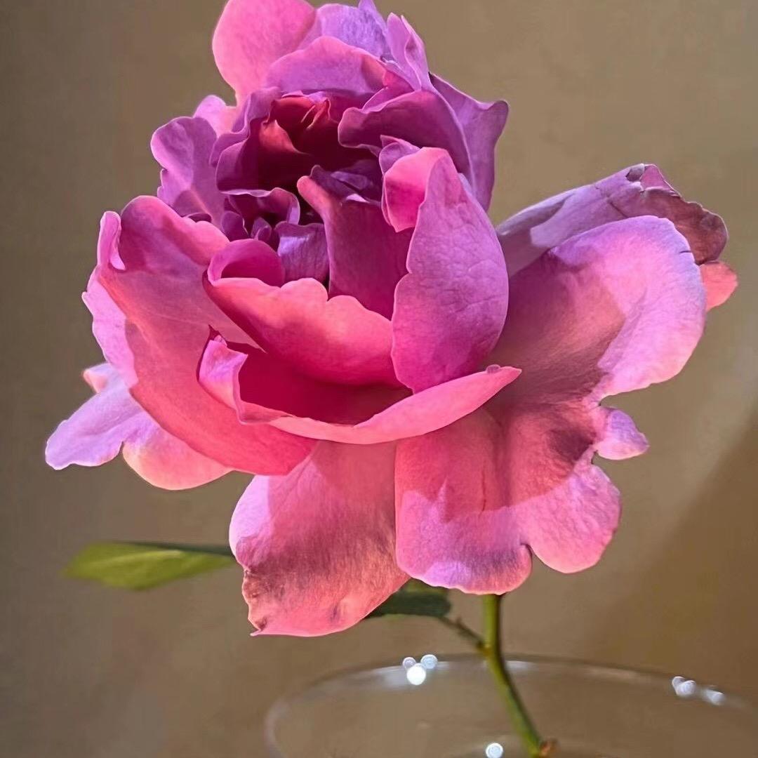 江夏菇凉