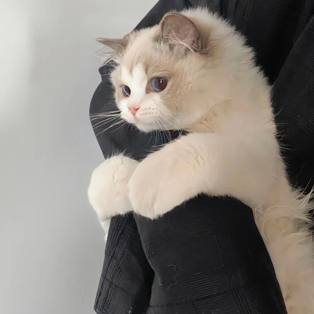 晕头小猫ˣᵒˣ