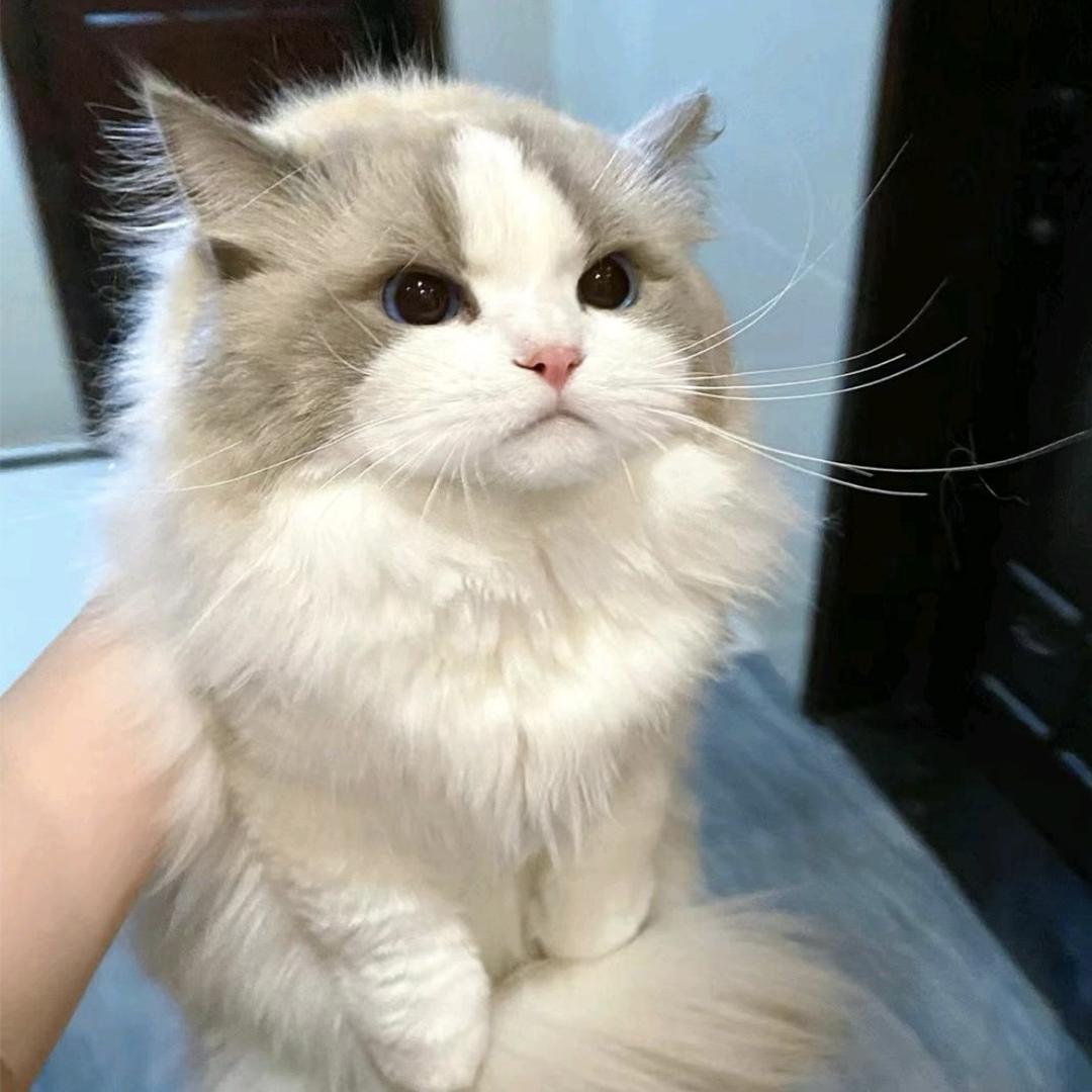 大连莱禧宠物