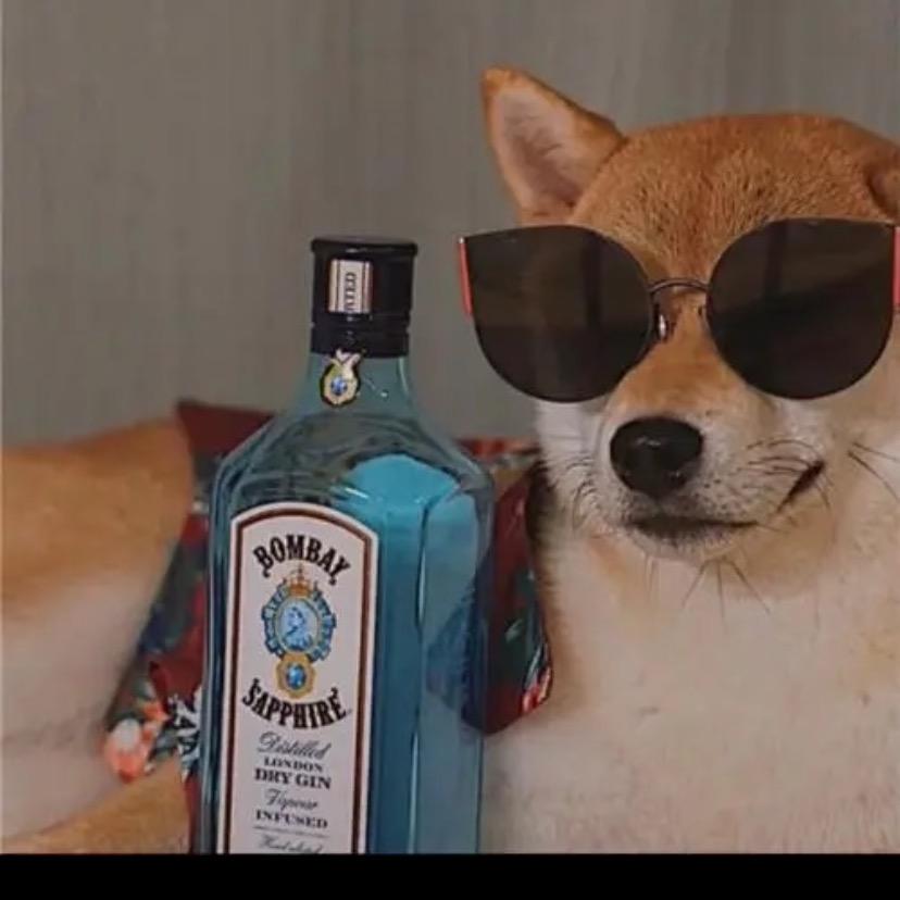 薛定谔的猫头鹰