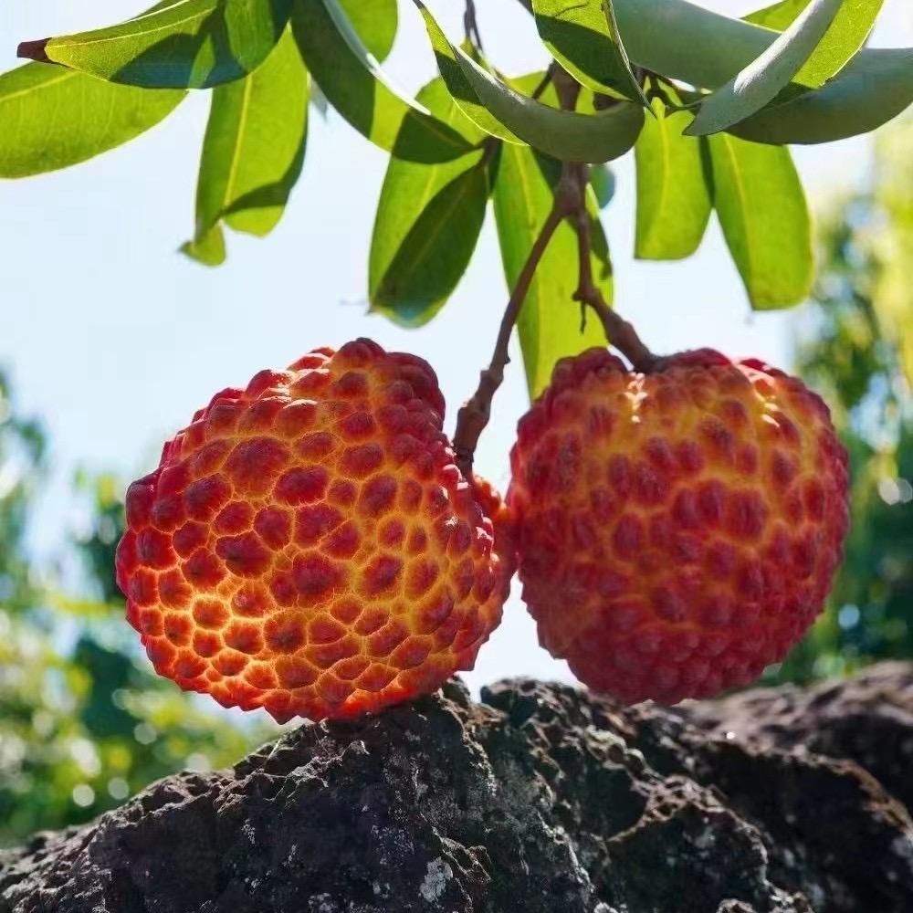 北纬十八度水果农场