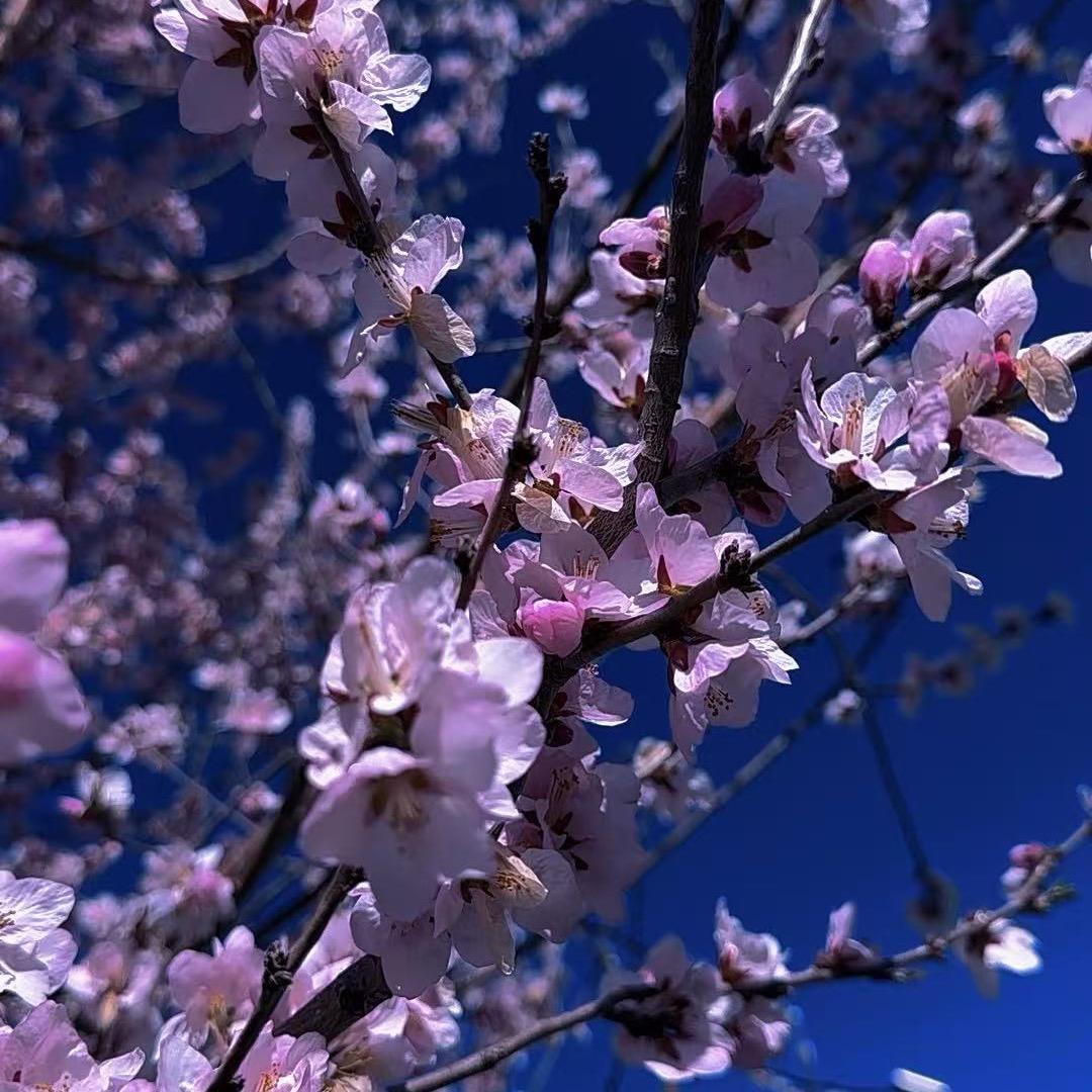 丫头