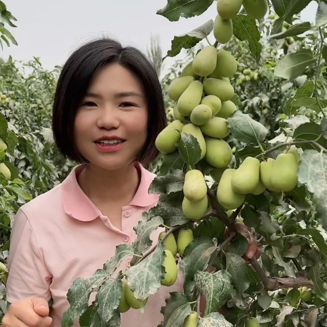 我在新疆种红枣
