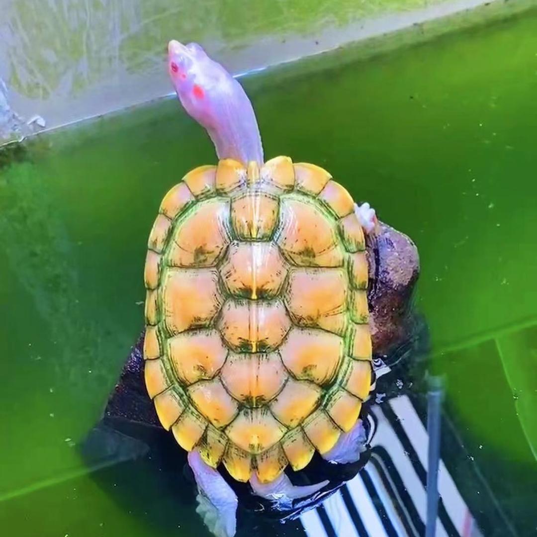 萌龟小宠