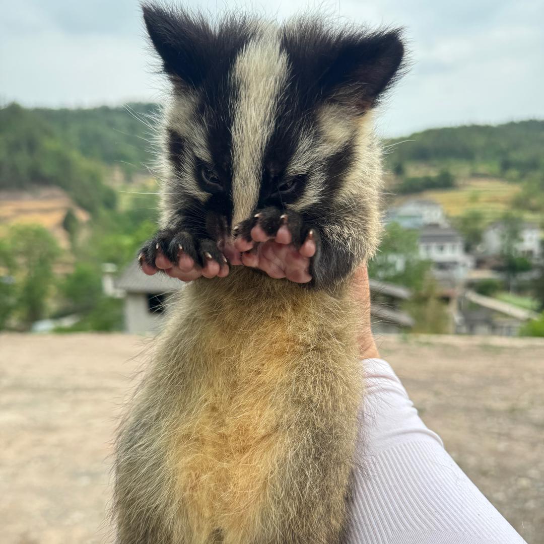 周幺妹在广元养果子狸