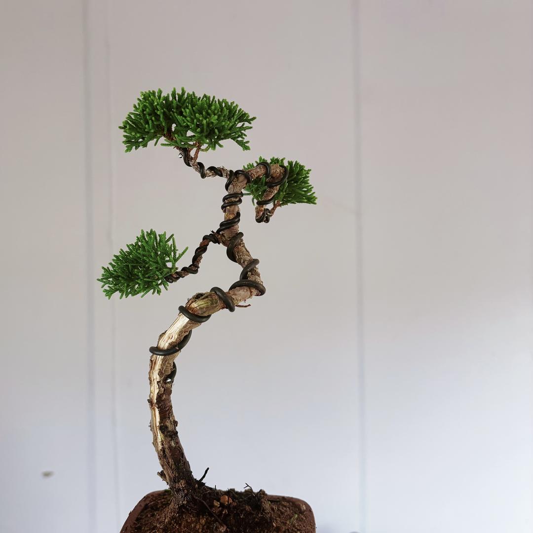 山木（微盆景）