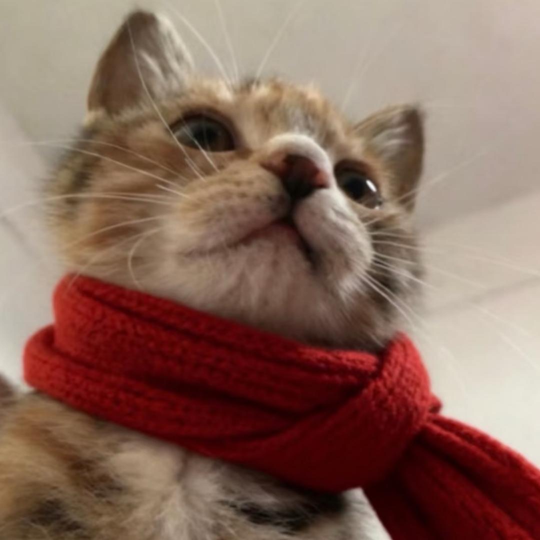 摸鱼