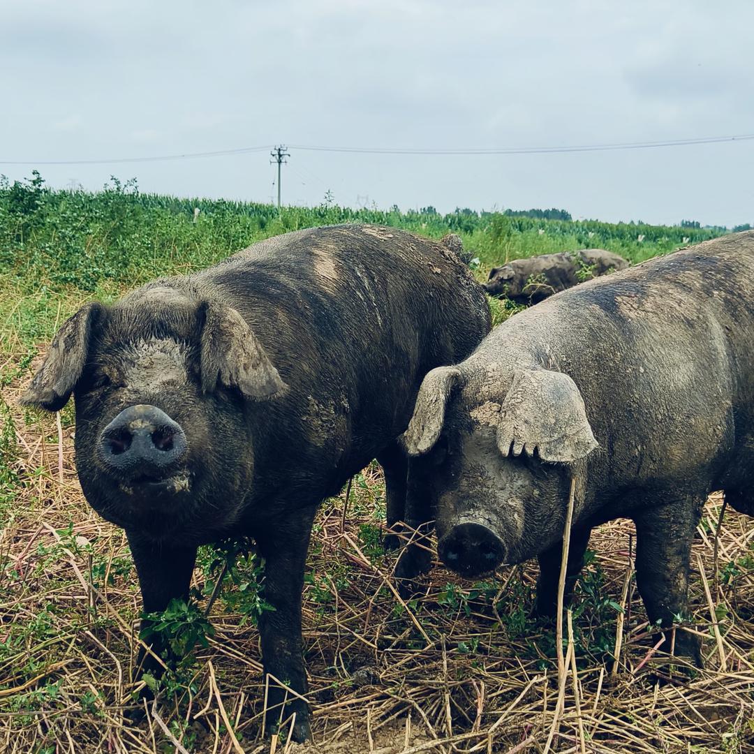 老锦西黑猪肉